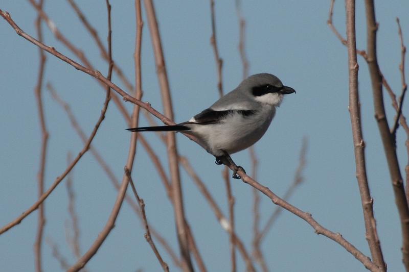 Loggerhead Shrike 011109 130.jpg